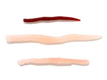 人間も食べられる!?ソフトベイト 人間も食べられる!?ソフトベイト