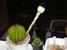 明日は全開バリバリ！