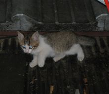 やんちゃですね。
