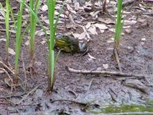 かえる かえる