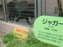 黒塗りのジャグワー