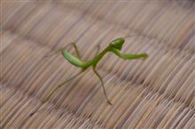 小さいお客