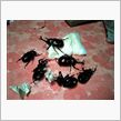 甲虫王者！！