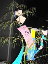 笹の葉さらさら2007