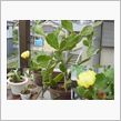 サボテンの花が咲きました。今年はたくさん咲きそうです。