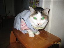 10時30分、七夕の日に愛猫「ブチ」が亡くなりました。