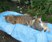 まるで猫のように・・・。