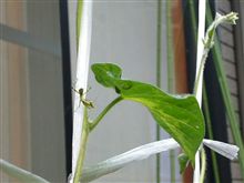 カマキリ君のおしごと。