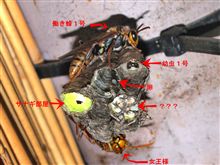 決死の撮影敢行