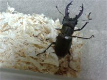 今シーズン初の