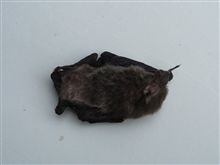 食事前には見ないでください。ちょっと刺激が強すぎるかも・・・