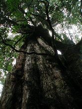 屋久島旅行記