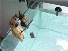 熱帯魚  始めます （゜《《＜