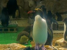 マカロニペンギン！ マリンピア松島