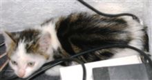 猫、到着！しかし、大捜査開始！