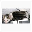 猫、到着！しかし、大捜査開始！