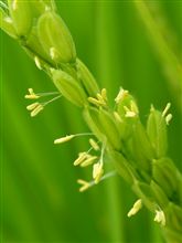 イネ花粉症警報発令、ご注意を…