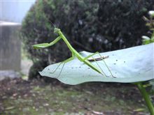 カマキリさん
