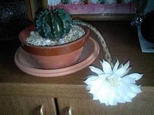 サボテンの花♪