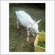実家で飼われていた者は