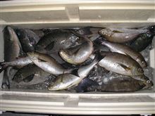 足摺岬でイサギ釣って来ました。