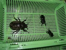 本日の捕獲は・・・