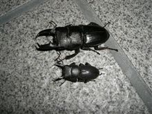 ヒラタクワガタ採ったどぉ～