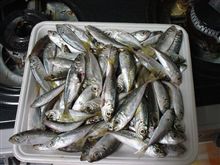 釣果の一部