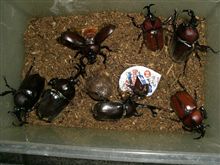 カブトの部屋！