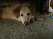 動物モノ