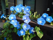 今朝の…