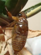 動く抜け殻