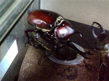 カブトムシが