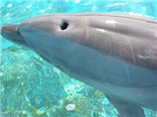 びっくり(写真はイルカ。油壺マリンパークにて)