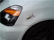 カマキリ襲来！
