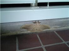 カマキリに続いて今度はモスラ？！