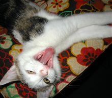 魚が嫌いな猫。