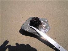 りあるととろさん一家が来られましたので、みんな集めてBBQしたり家族風呂を探したり一家の仕込み見たりしましたよ。