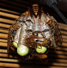 …夜の部
