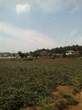 相変わらずのお天気で