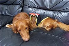 犬が帰って来た