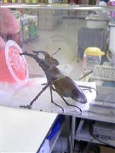 かっこいいっ！！