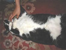 超ビック猫。