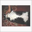 超ビック猫。