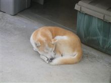 犬饅頭