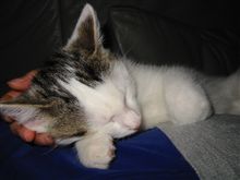 猫の脳は凄いらしい。