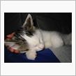猫の脳は凄いらしい。