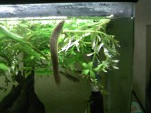 クララが立った~ クララが立った~