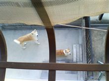 セルフ給油と身障者