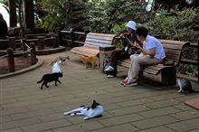 城山のねこたち(2)
